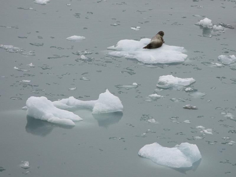 IMG_0441 - Copy.JPG - Hubbard Glacier seal (Alaska 2008)